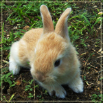 Название: rabbit Размер: 50.3Kb